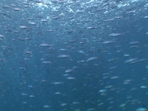 Fusalier School Stock Footage 98469020