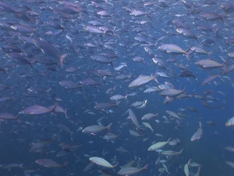 Fusalier School Stock Footage 98705687