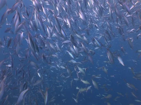 Fusalier School Stock Footage 98706020