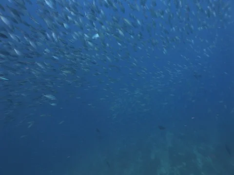 Fusalier School Stock Footage 98706052