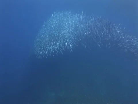 Fusalier School Stock Footage 98706145