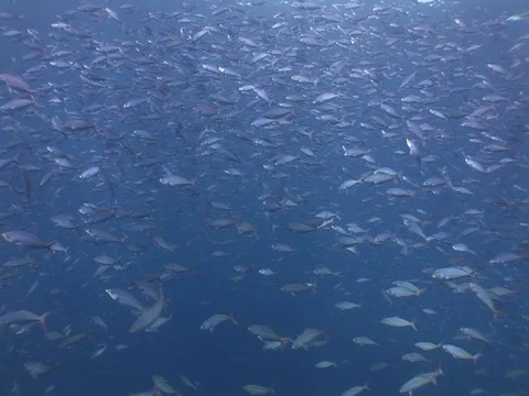 Fusalier School Stock Footage 98706336