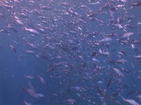 Fusalier School Stock Footage 98707138