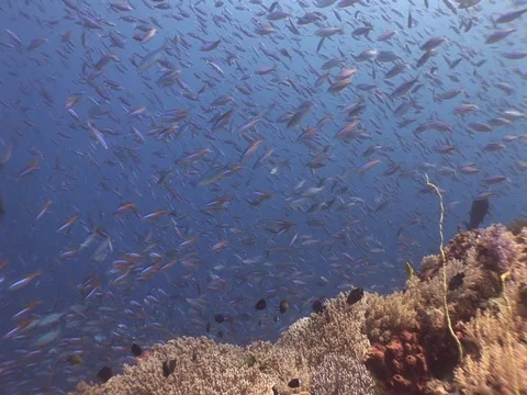 Fusalier School Stock Footage 98707146