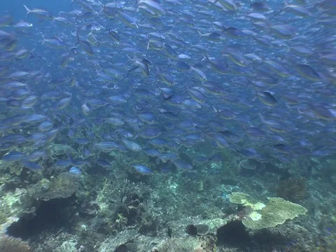 Fusalier School Stock Footage 98708945