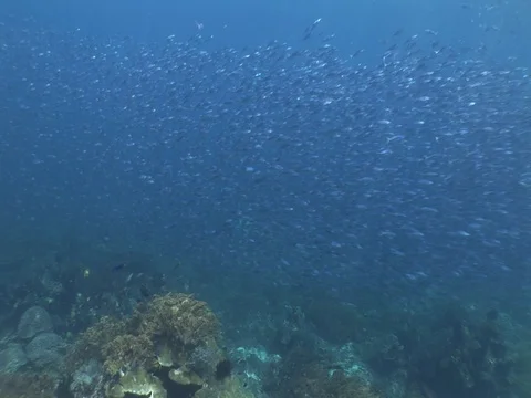 Fusalier School Stock Footage 98709014