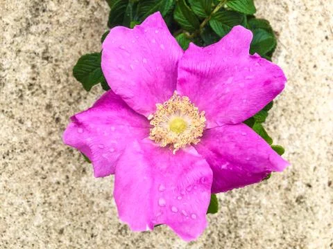 Fuschia Beach Rose Stock Photos