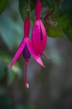 Fuschia Flower Stock Photos