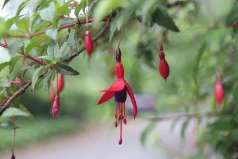 Fuschia flower Stock Photos