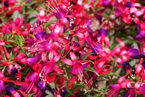 FUSCHIA FLOWERS Stock Photos