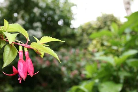 Fuschia Stock Photos