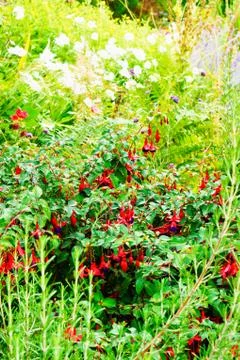 Fuschia plant Stock Photos