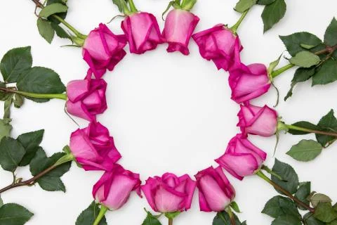 Fuschia roses arranged in a circle Stock Photos