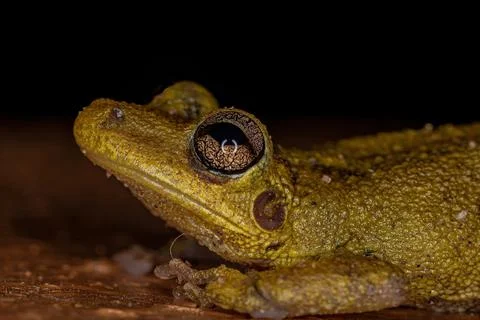 Fuscous-blotched Snouted Tree Frog Stock Photos