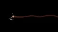 Fuse burning lit moving across screen flame sparks pyro fireworks tnt bomb 4k 4k or 4k+ Resolution