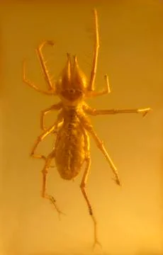 Fused camel spider Stock Photos
