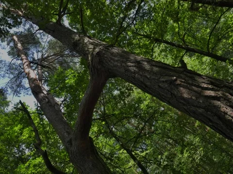 Fused pine trees are a rare dendrological phenomenon. Timelapse. Stock Footage 340501715