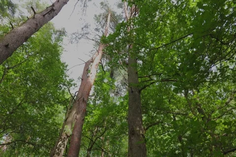 Fused pine trees are a rare dendrological phenomenon. Stock Footage 340501853