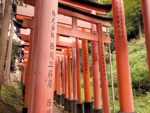 Fushi Inari Taisha, Kyoto Red Torii Gates, Color graded, Pan up, Japan Stock Footage