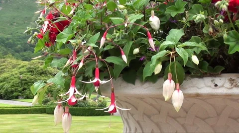 Fushia Stock Footage 884691