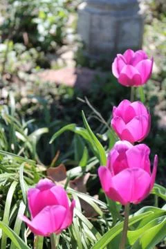 Fushia Pink Tulip Stock Photos
