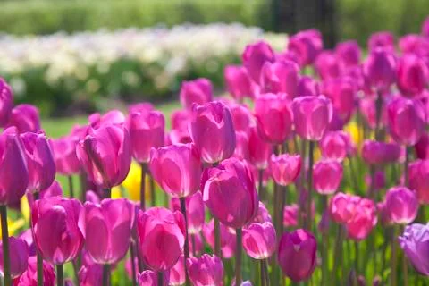 Fushia tulip Stock Photos