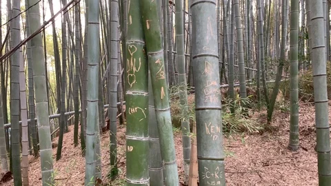 Fushimi Inari bamboo forest Vídeo Stock 129091023