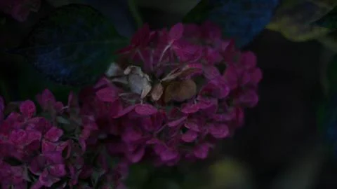 Fusia hydrangeas Foto stock