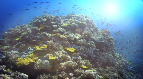 Fusilers Reef Scene HD Stock Footage 159843