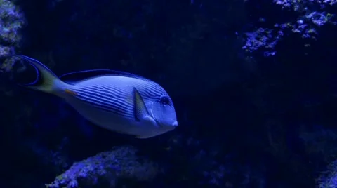 Fusilier Fish on blue background Stock-Footage 59672534