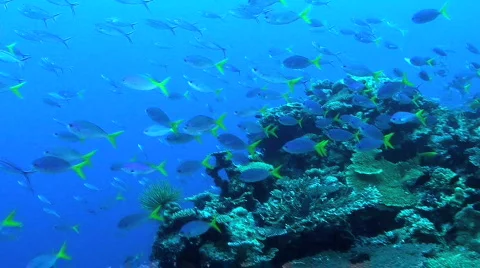 Fusilier Stock Footage 351190