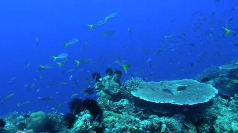 Fusilier Stock Footage 351287