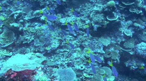 Fusilier Stock Footage 351656