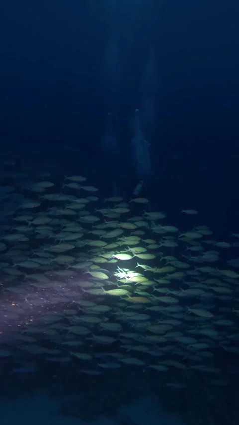 Fusilier-night dive Stock Footage 319954035