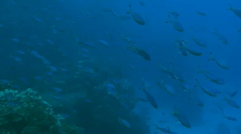 Fusiliers Stock Footage 585959