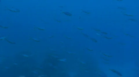 Fusiliers Stock Footage 682883