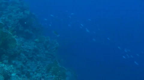 Fusiliers Stock Footage 682900