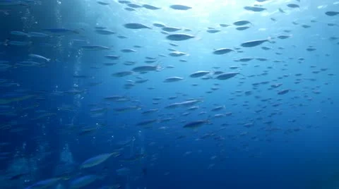 Fusiliers at jackson reef Stock Footage 10862300