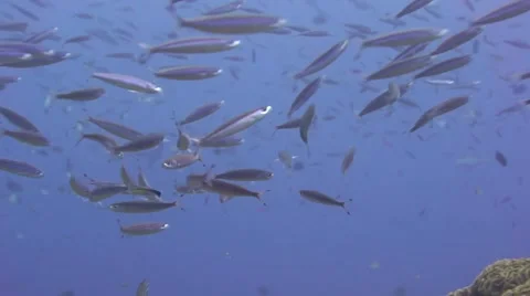 Fusiliers lining up to be cleaned for parasites at a cleaning station Video stock 56874806