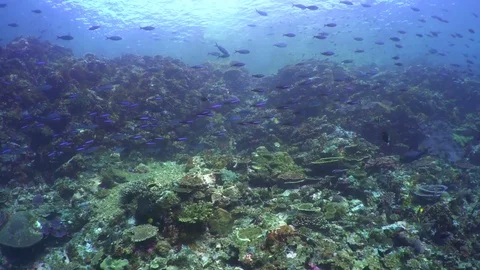 Fusiliers By The Reef Stock Footage 80330848