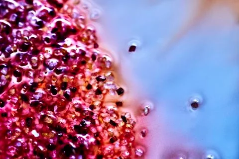 Fusion of colours in fluid Stock Photos