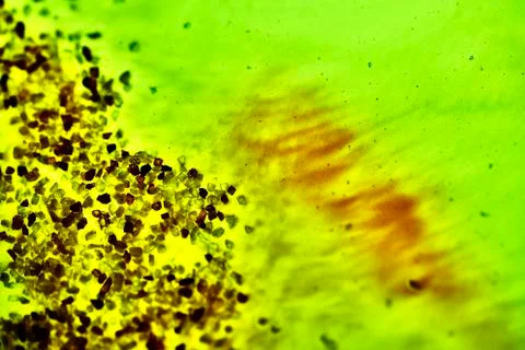 Fusion of colours in fluid Stock Photos