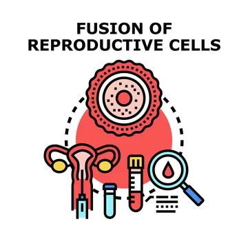 Fusion of reproductive cells vector concept Stock Illustration
