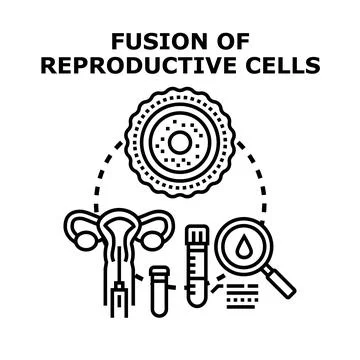 Fusion of reproductive cells vector concept Stock Illustration