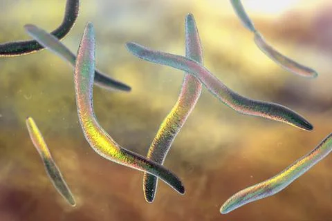 Fusobacterium, 3D illustration. An oral bacterium, causes periodontal disease Stock Illustration
