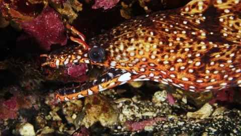Futo Dragon Moray Eel Muraena pardalis Mouth Open 4K Stock Footage 336840779