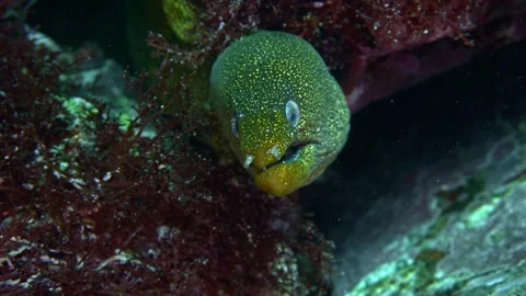 Futo moray eel rock crevice 364 Vídeos de archivo 337808791
