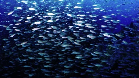 Futo Pyramid FishSchool Stock Footage 336840784