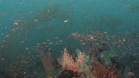 Futo Pyramid FishStream Coral Stock Footage 336840715
