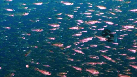 Futo Pyramid FishWall Stock Footage 336840757